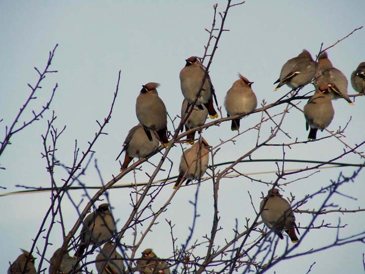 Great shot of a flock of bohemian waxwings working over the crabapple trees on Ontario Avenue, in front of the mall. Photo by Bob Longworth.