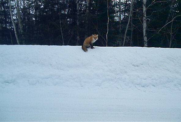 Great shot of a fox on Panel Mine Rd just north of Dunlop Lake Lodge, by Bill Porter