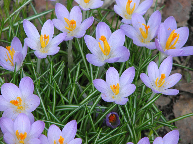 Pretty Signs of Spring, submitted by Bonnie Ladell 