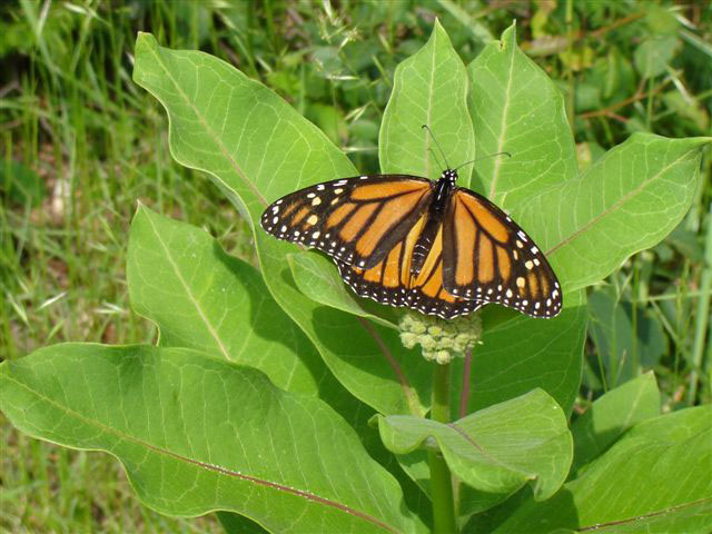 Beautiful Monarch butterfly resting on a Milkweed