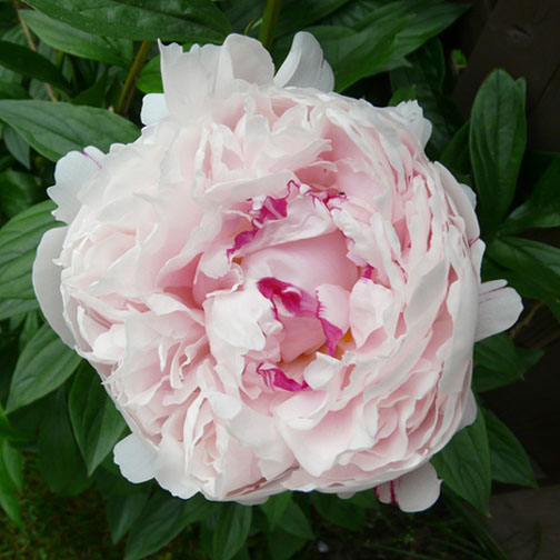 Beautiful Peony ("Summer at Last") submitted by Ralph Honey