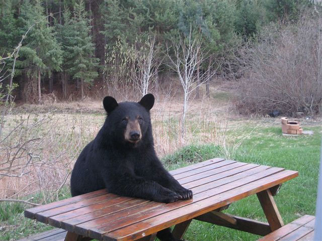 "Hey Boo-boo, where's my pic-a-nic basket?"