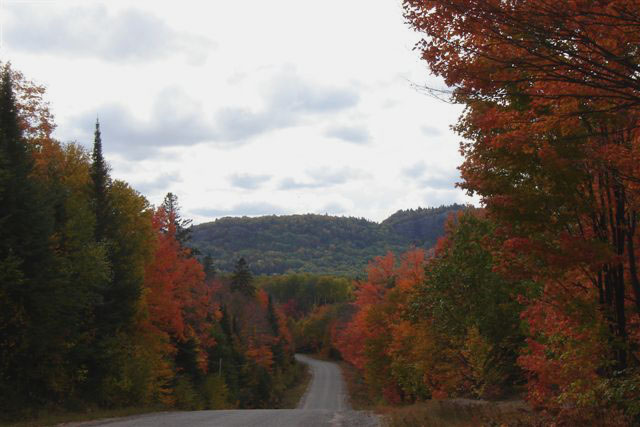 Beautiful Fall colours, by Gale McNichol
