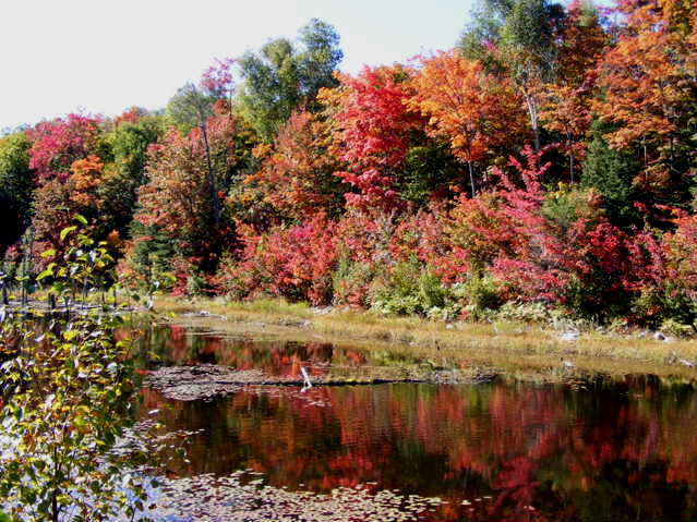 Fall colours on Milliken Mine Road - Photo by Connie San Cartier