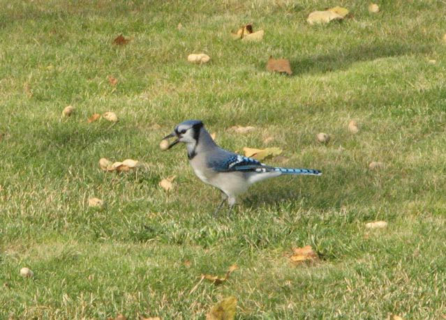Great shot of a Blue Jay feasting on peanuts! - photo by Bonnie Ladell
