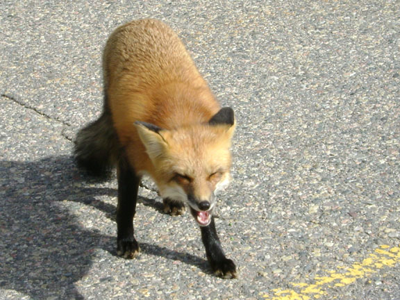 Smiling Fox, Photo by Bill Porter