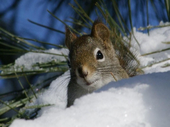 Great shot of a red squirrel enjoying all the snow we have been getting!  Photo by Scott Prevost