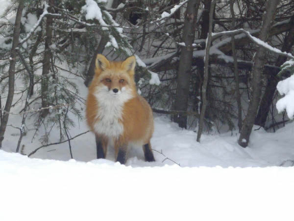 Fox enjoying the winter snow, Photo by Janet Coles