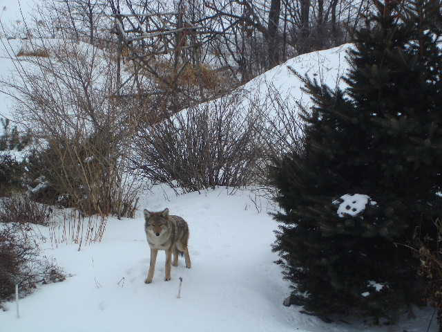 Wolf "posing" for shot in Algoma Mills. Photo by Connie San Cartier
