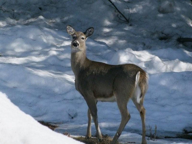 Spring Deer - A beautiful sign of Spring. Photo by Scott Prevost