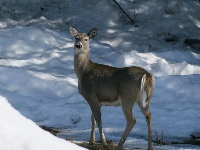 Spring Deer - A beautiful sign of Spring.  Photo by Scott Prevost