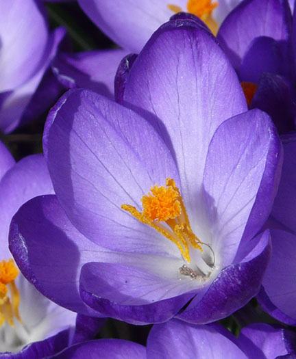 Beautiful Mini Crocuses bursting through the ground . . . Photo by Ralph Honey