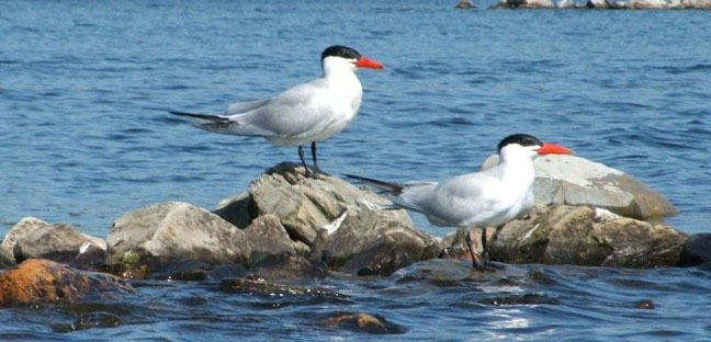 Perching Pair of Caspian Terns on Elliot Lake. Photo by Scott Prevost