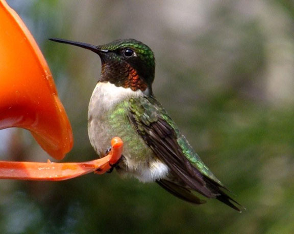 Beautiful male Humming Bird. Photo by Scott Prevost