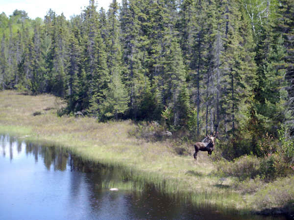 Moose spotted on Highway 108N.  Photo by Janet Coles.