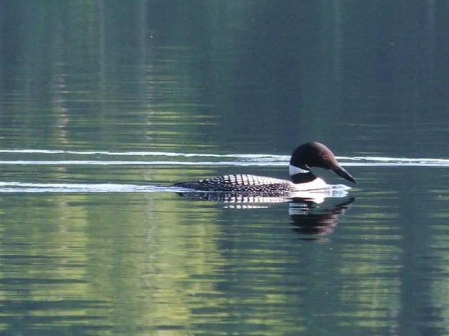 Beautiful of a Common Loon on Elliot Lake. Photo by Scott Prevost