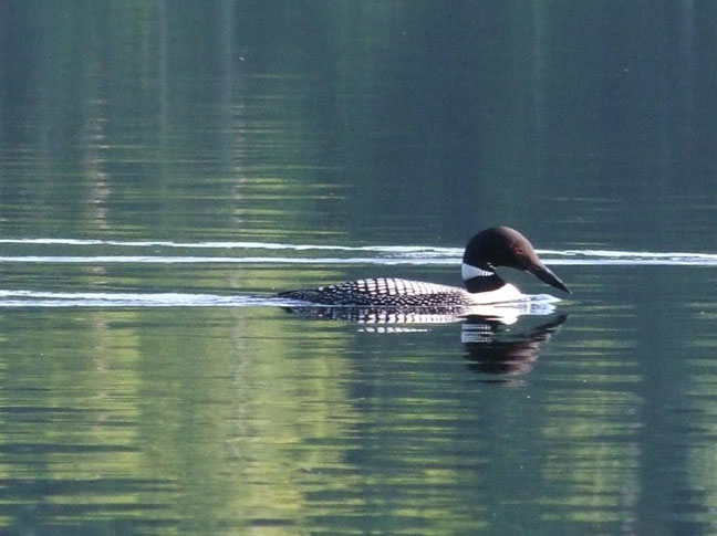 Beautiful of a Common Loon on Elliot Lake.  Photo by Scott Prevost