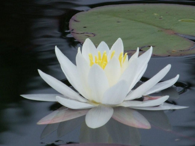 Fantastic photo of a pond lily. Photo by Scott Prevost