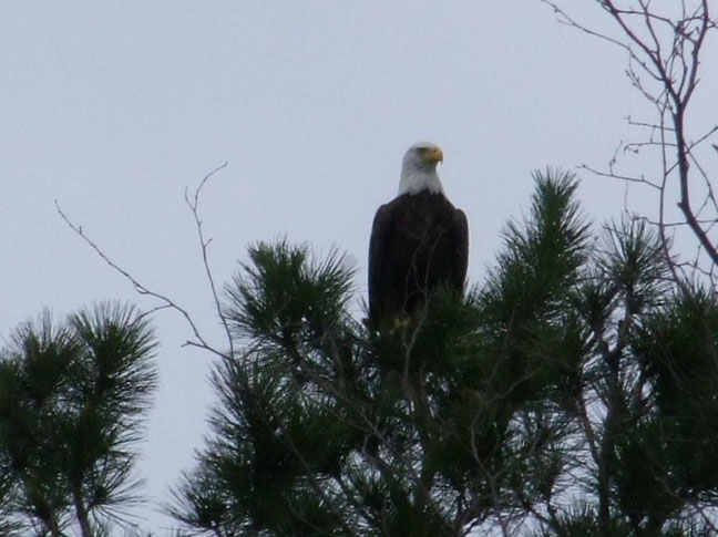 Majestic bald eagle. Photo by Scott Prevost