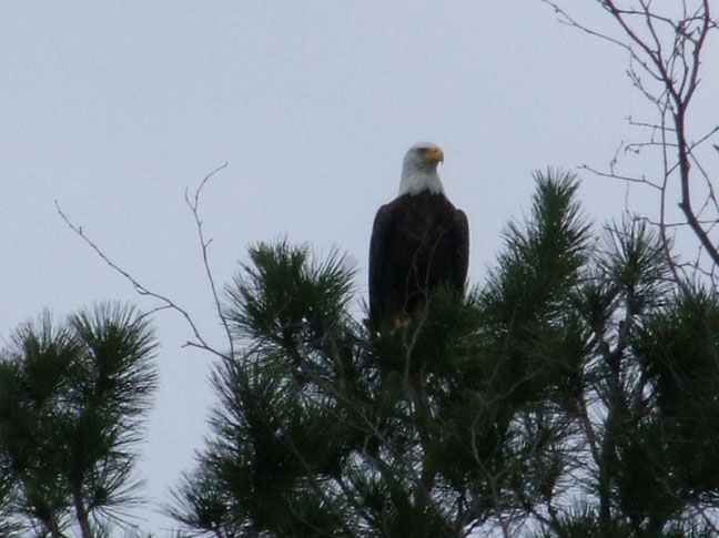 Majestic bald eagle.  Photo by Scott Prevost
