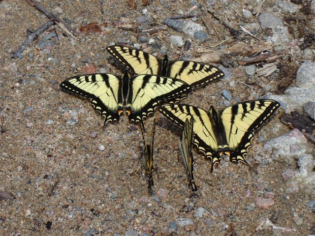 Beautiful Eastern Tiger Swallowtail butterflies. Photo by Gale McNichol