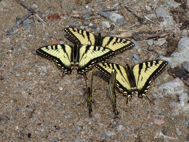 Beautiful Eastern Tiger Swallowtail butterflies.  Photo by Gale McNichol