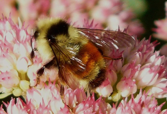 Fantastic close-up of a beautiful Bumble Bee. Photo by Ralph Honey