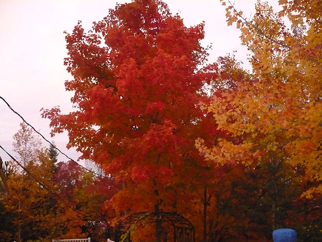 The beautiful fall colors Elliot Lake gifts us with each year.   Photo by Nicole Lafontaine.
