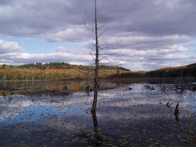 Fall photo at the Sherrif Creek Wildlife Sanctuary. Photo by Linda Currie.