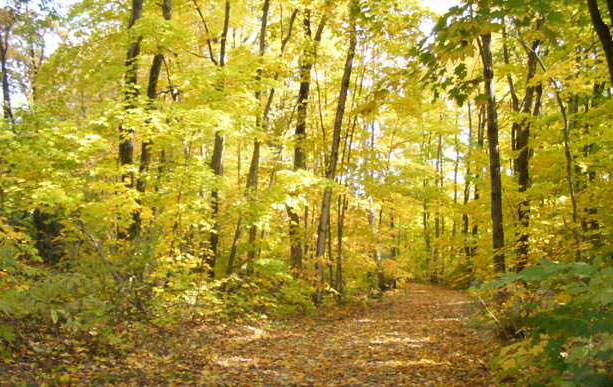 Fall in golden splendour. Photo by Connie San Cartier