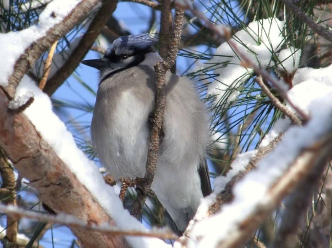 Great close up of a backyard Jay.  Photo by Scott Prevost