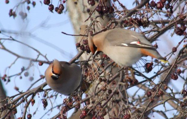 Cedar Wax Wings, photo by Anne Marie Prevost.