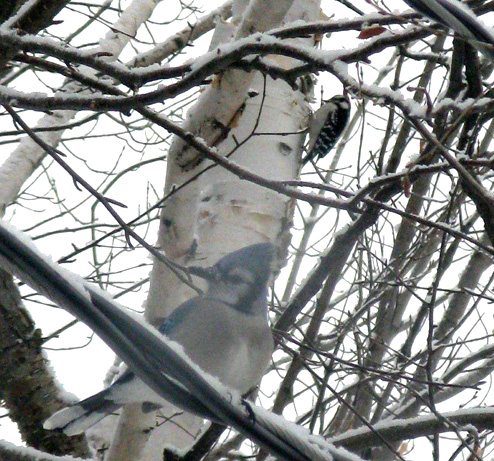 Ghostly Blue Jay, photo by Anne Marie Prevost.