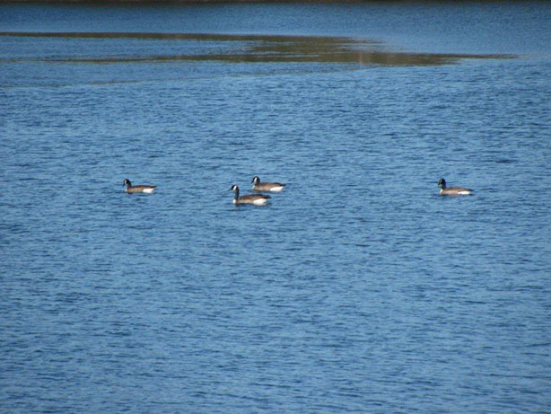 Spring has sprung!  Photo by Anne Marie Prevost.