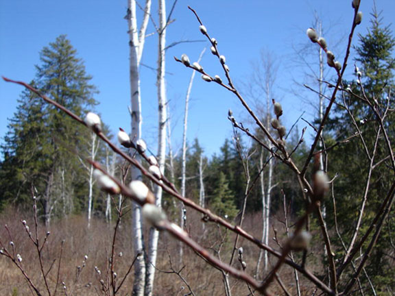 Beautiful pussy willows along the Little White River - north of Elliot Lake. Photo by Judy Wilson