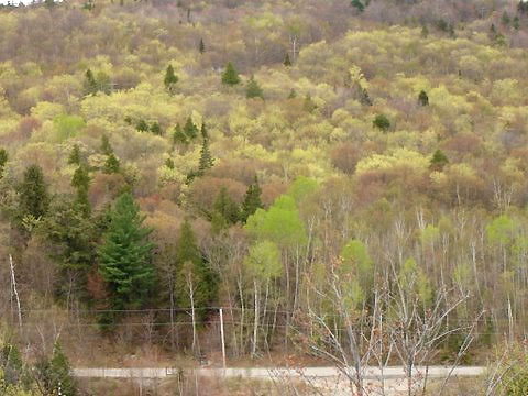   The "greening" of our area, Photo by Gale McNichol