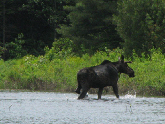 Moose on Marshland River. Photo by Anne Marie Prevost.