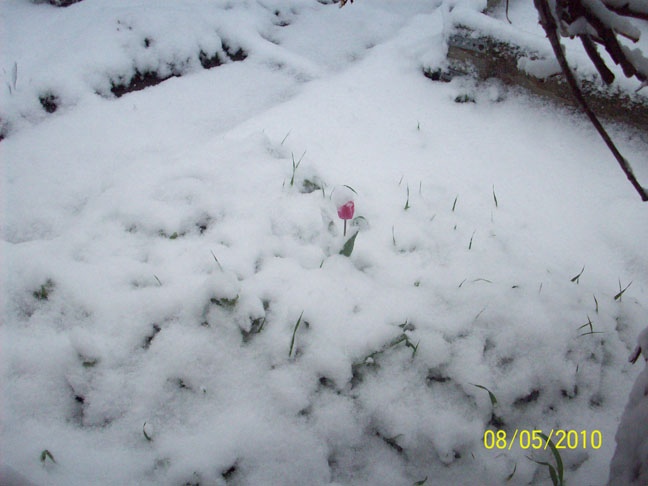 Surprise snow fall last week!  Photo by Eleanor Orchard.