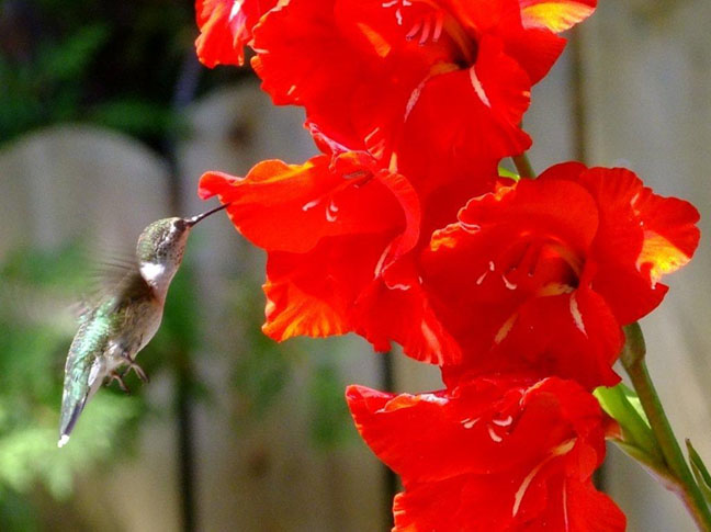   Humming bird feeding on a flower's nectar - photo by Scott Prevost