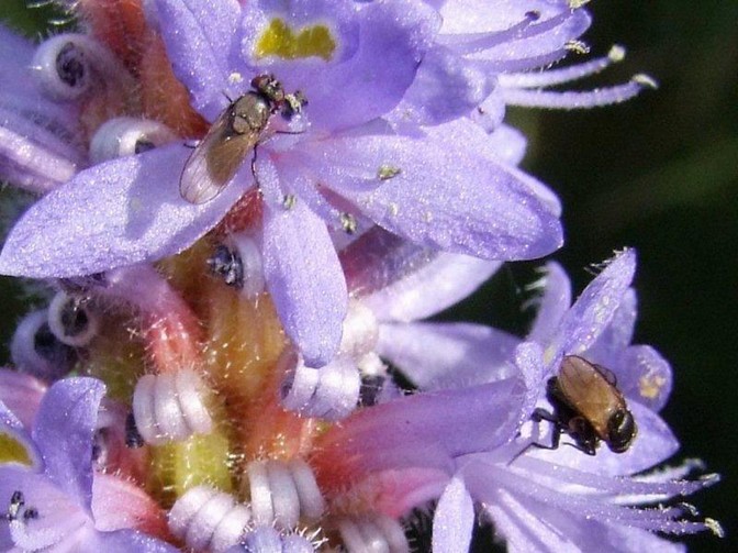 Beauty of nature up close, photo by Scott Prevost