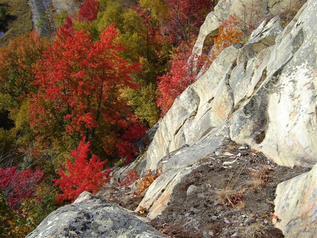 Splendour of Fall.  Photo by Gale McNichol