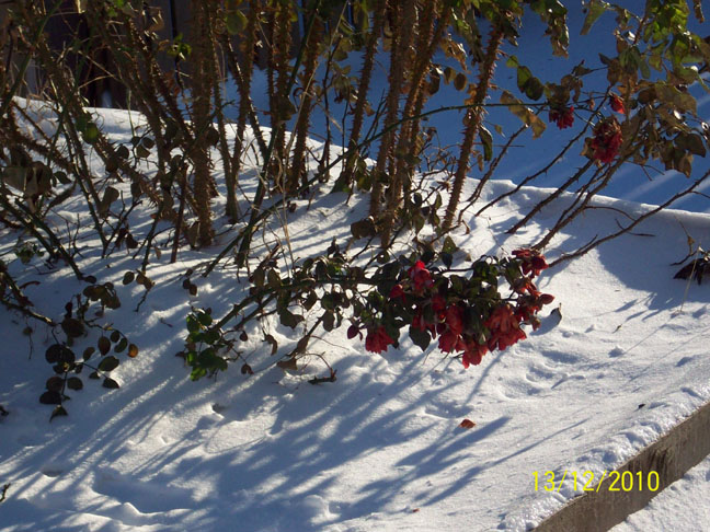 These are long-lasting roses!. Photo by Eleanor Orchard.