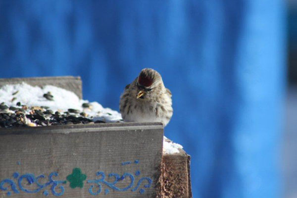 The Redpoles have arrived . . . Photo by Scott Prevost