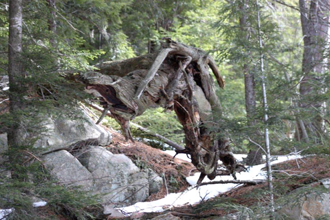Cliffs around Horne Lake . Photo by Scott Prevost.