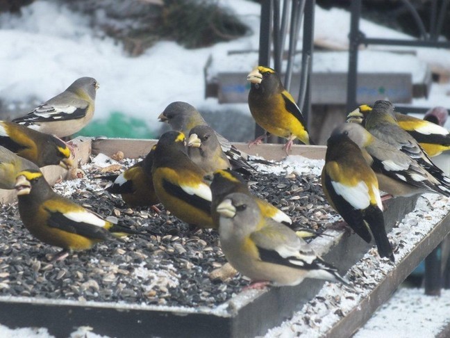 January Brossbeaks, photo by Scott Prevost