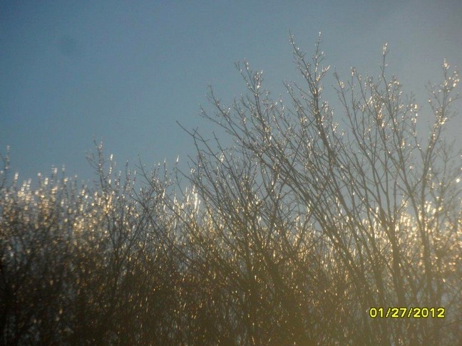 Icy trees on Balsam Rd, photo by Anne Marie Prevost