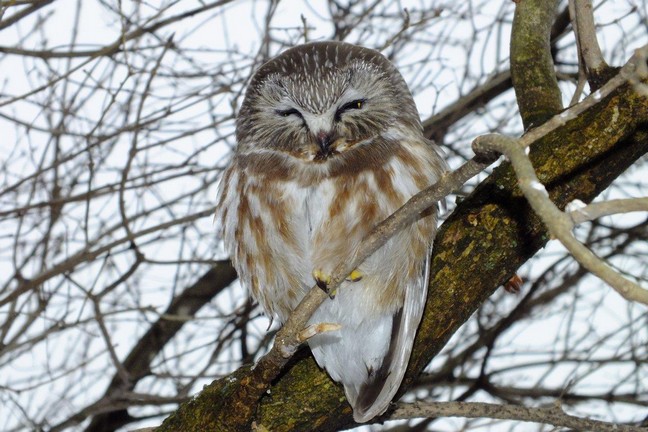 Beautiful Northern Owl, photo by Scott Prevost