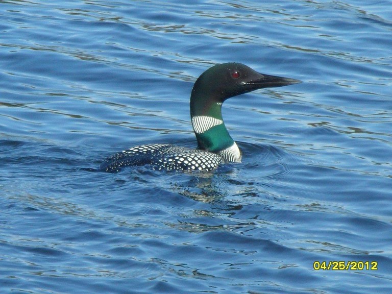 Loon on Horne Lake, photo by Anne Marie Prevost