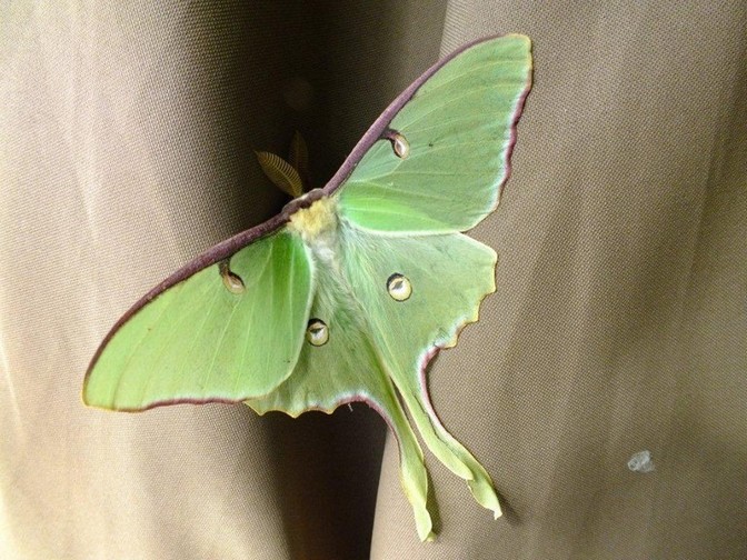 Luna Moth, photo by Scott Prevost