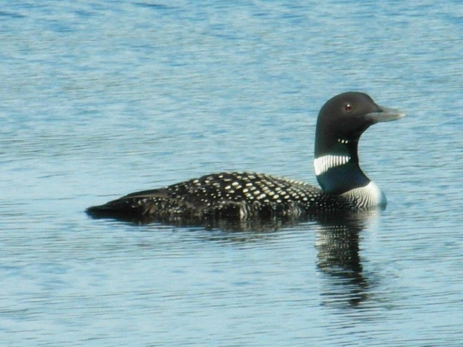 Loon on Horne Lake, photo by Anne Marie Prevost